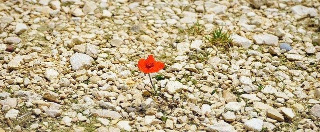 Poppy growing on a rocky site.